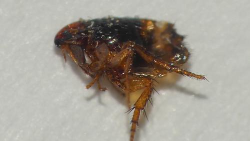 Ctenocephalides sp.